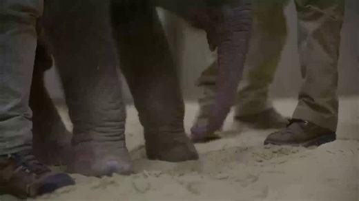 Baby elephant takes first steps after historic birth at Smithsonian’s National Zoo