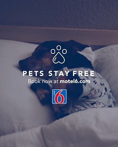 Pets stay free at Motel 6, so the only price you pay is the lack of space on the bed | Motel 6