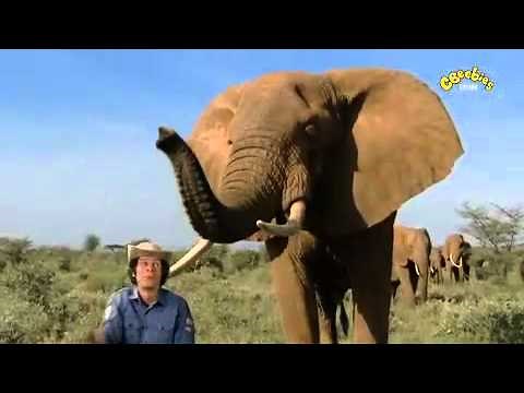 Andy's Wild Adventures - Elephant Safari