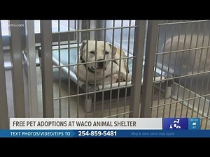 Free dog adoptions after Humane Society of Central Texas sees 115 new animals in 11 days
