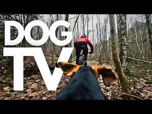 GoPro DogTV | Your Dog's 4hr Calming Virtual Forest Expedition on Two Wheels! 🚲🌲