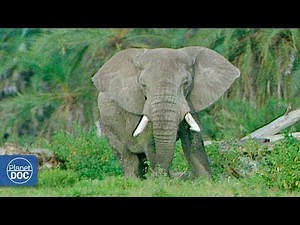 Full Documentary: African Elephants