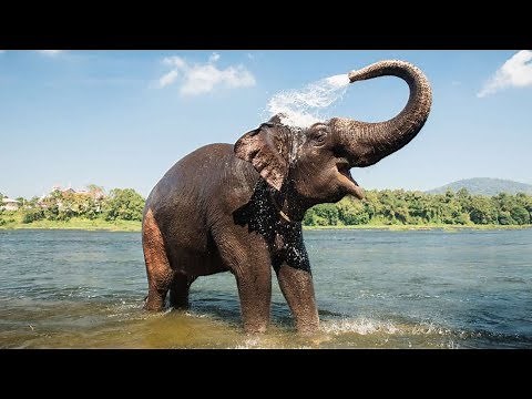 Elephant Sounds