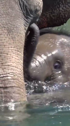 Baby elephant learns to swim in the zoo pool