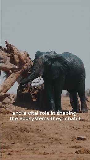 Elephant | The Majestic Elephant 🐘 Marvels of Nature and the Gentle Giants of the Wild 🌿