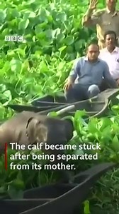 This elephant calf had to be rescued from a lake in in north-east India, after it became separated from its mother. https://bbc.in/2Hh4YEm | BBC News