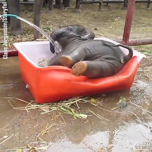 Trying to bathe when you're drunk AF 😂🐘 | LADbible