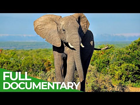 Wildlife | Episode 5: Elephants of Africa & Asia | Free Documentary Nature