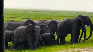 Witnessing the birth of an elephant in the wild is nothing less than extraordinary. But it’s what happens afterward that will send chills down your spine! Listen to how the other members of the herd welcome the newborn into the family. Source: Unknown | Wild Wings Safaris
