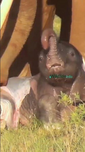 Incredible Moment: Elephant Gives Birth in the Wild!