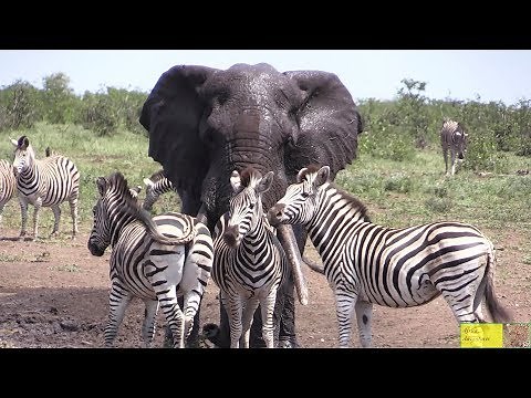 Watch Beautiful Elephant And Zebra Friendship