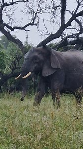 Did you know? Twin births in elephants are quite rare, making this sight even more special! Let’s celebrate the bond of family in the wild! #Elephants #Wildlife #NatureLovers #TwinCalves #Motherhood | Inyati Game Lodge