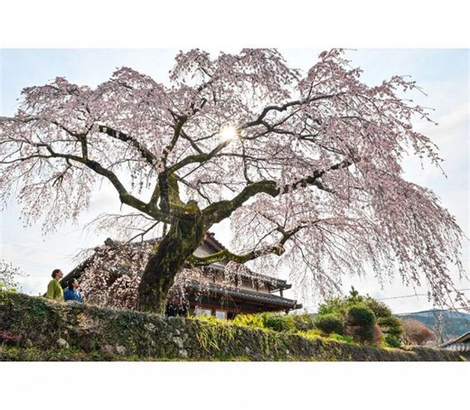 【動画】シダレザクラ満開　中辺路町近露の名木、和歌山県田辺市：紀伊民報AGARA｜和歌山県のニュースサイト