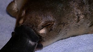 Platypus released in Australian national park for the first time in 50 years