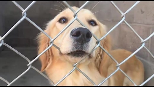 20 new rescue dogs now up for adoption at Peterborough Humane Society