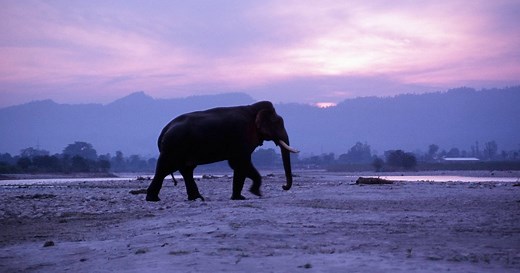 Meet the majestic Asian elephant