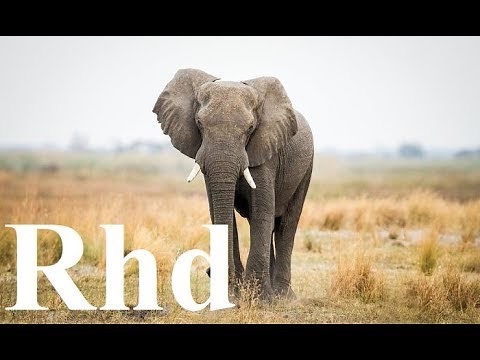 Great Elephant, Nature 2018 HD Documentary.
