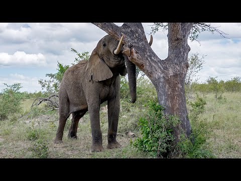 African Elephant Pushes Marula Tree for Fruit to Fall