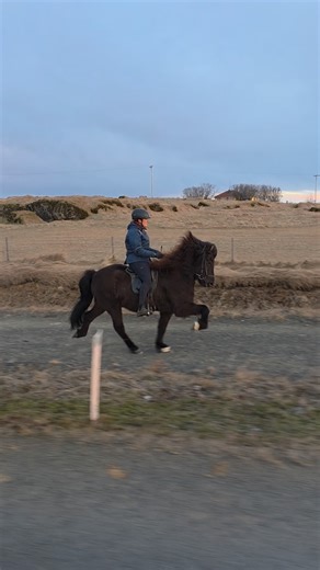 Kerhólshestar | 10 year old gelding - 153 cm tall 🎖 Super movements, super talent, well educated, very well behaved and powerful. 🎉 He is super handsome,... | Instagram