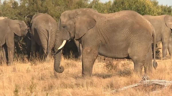 Conservation unit in South Africa explains its protection and research work on World Elephant Day