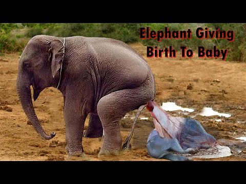 The Miracle of Life: Witnessing an Elephant Giving Birth to a Baby