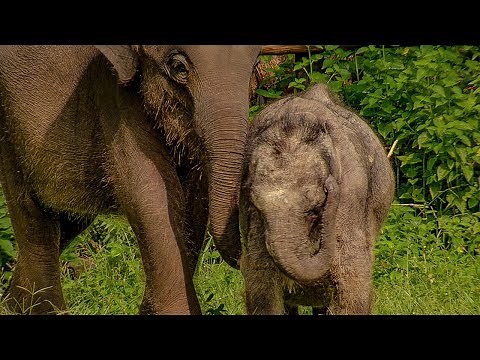 Three-Legged Baby Elephant Makes a New Friend | BBC Earth