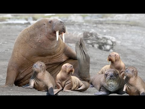How Walrus Giving Birth To Cute Baby