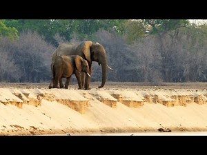 Why Elephant Moms Always Stay Close to their Calves