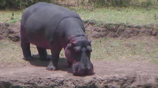 African Animals Camera - live video from Africa | Explore.org