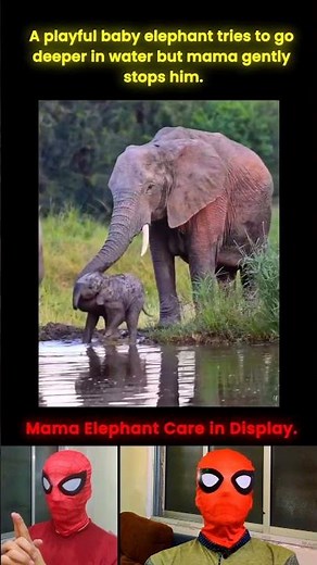 Adorable Moment: Mama Elephant Protects Her Baby at the River