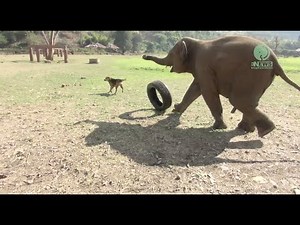Baby elephant play with everything they see - ElephantNews