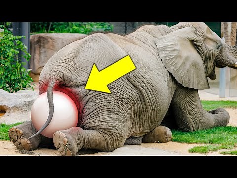 Elephant Gives Birth to a Rare Baby, and Moments Later Something Incredible Happens!