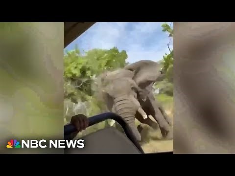 Watch: Terrifying moment elephant charges tourists on Zambia safari