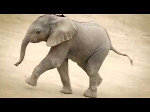 Baby elephant Mkhaya frolics at San Diego Zoo Safari Park