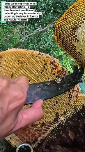 Wild Honey Harvesting - Traditional & Sustainable Practice Explained | Educational Short