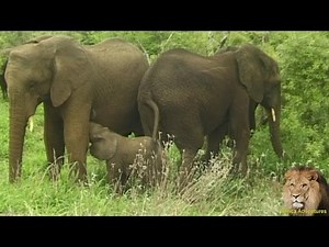 Feeding Tiny Baby Elephants.