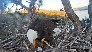Big Bear Bald Eagle Webcam