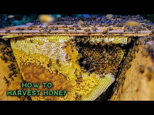How to Harvest Honey / Eating the African way