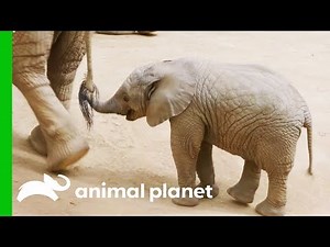 This Baby Elephant Is Learning How To Use Her Trunk | The Zoo: San Diego