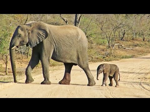 Mommy Helps Tiny Newborn Elephant Baby Cross the Road