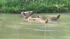 Sweet Sonya satisfyingly soaking splendidly with soothing serenity. | Orphaned Wildlife Center
