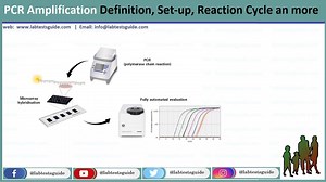PCR Amplification | Lab Tests Guide