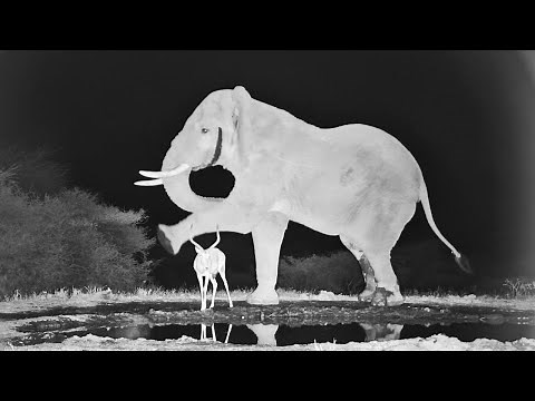 Best Funny Elephant Moments