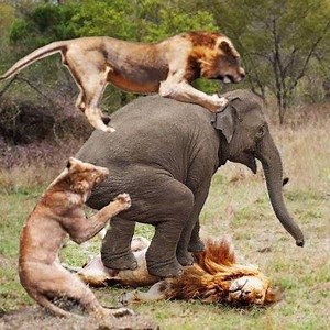 Help Mother Elephant Giving Birth In The Wild. Best Moment Animals Fight Powerful | Wild Animal World