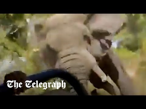 Tourist killed by charging elephant in Zambian National Park safari attack