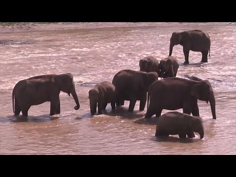 What Has Killed More Than 300 Elephants in Africa?