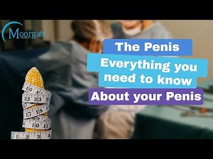 The Penis. Everything You Need to Know About Your Penis | Moorgate Andrology