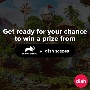 Join the Official DISH Scapes Facebook group and make sure you’re paying close attention to Shipwreck Treehouse on Ch. 199! 👀 Enter in the group for a chance to win a prize from Animal Planet DISH scapes TOMORROW! | DISH
