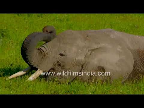 Mama African Elephant and baby elephant eat swamp grass at Masai Mara National Reserve in Africa