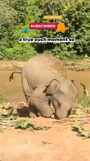"Oops!Clumsy Baby Elephant"❤️🥰 #BabyElephant#Elephants #FunnyAnimals